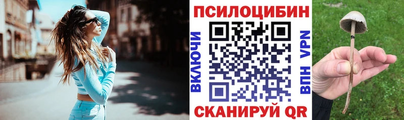 Псилоцибиновые грибы Psilocybe  Каргат 